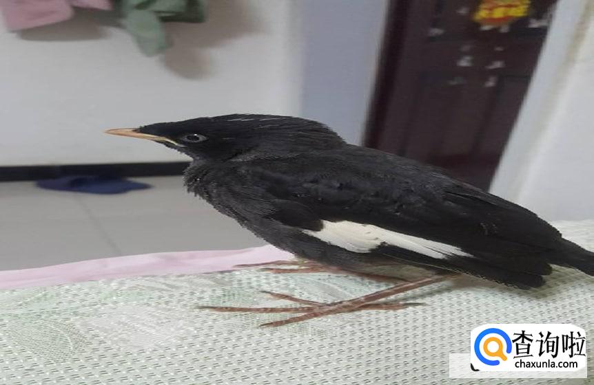 黑八哥幼鸟怎么喂养比较好