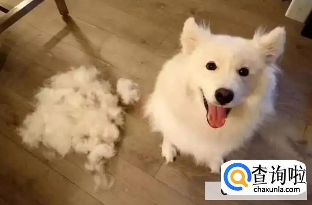 狗狗春天掉毛怎么办