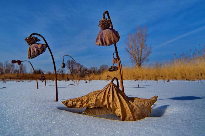 为什么湿地被称为地球之肾