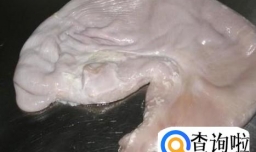 猪肚子怎么做好吃