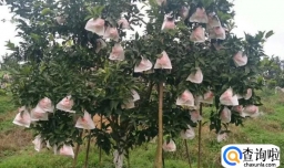 耙耙柑套袋的注意事项