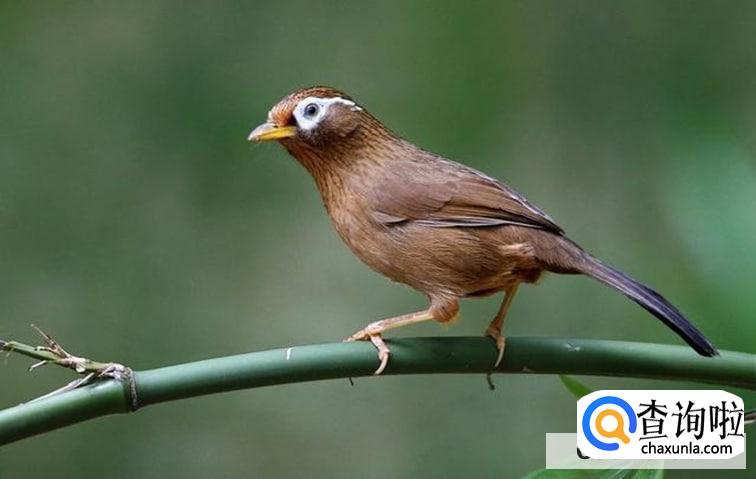 养一只画眉鸟怎么处罚