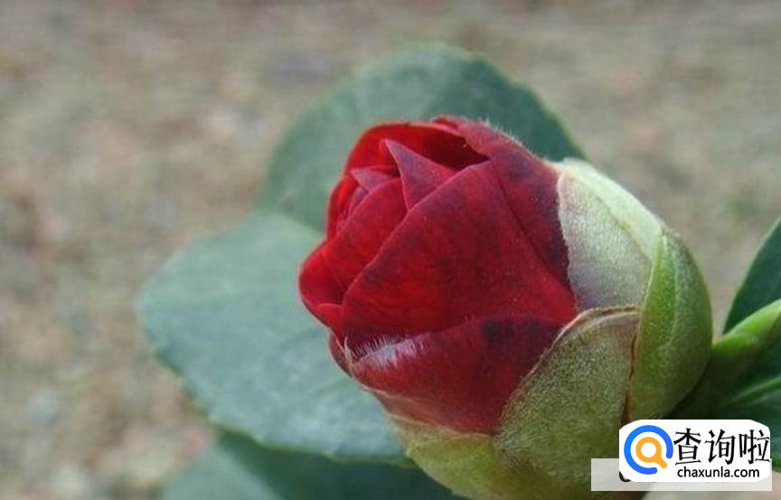 花苞怎么才能快速的开花