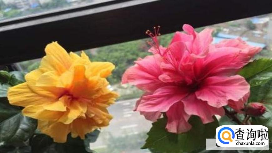 扶桑牡丹的养殖注意事项