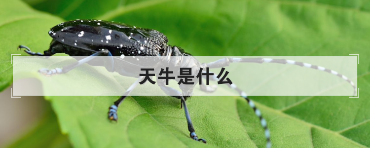 天牛是什么