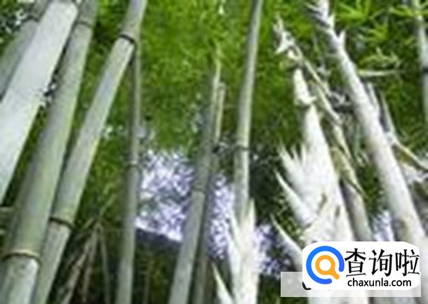 竹白霜怎么吃法最好