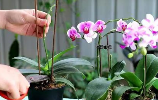 蝴蝶兰开完花后怎么处理