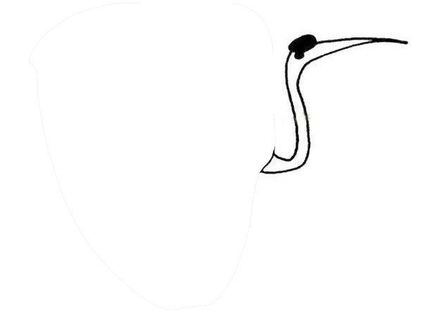 丹顶鹤简笔画