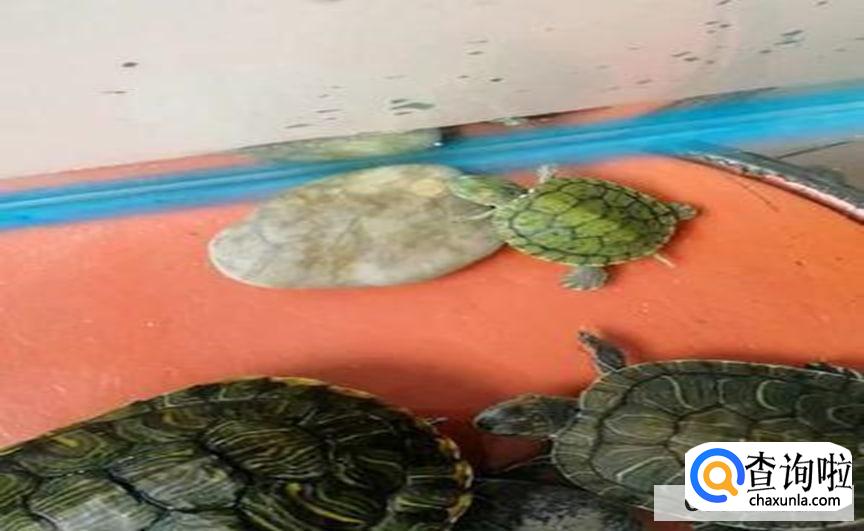 乌龟不进食是什么原因