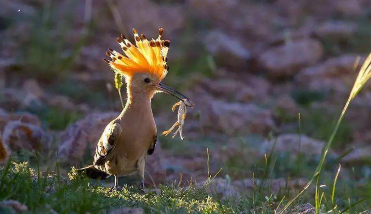 人类应该怎样保护多种多样的生物