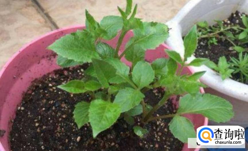 大丽花球根冬季如何保存