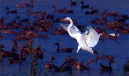 鹤立鸡群的主人公是谁