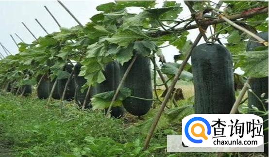 冬瓜怎么修剪才能结瓜更多呢
