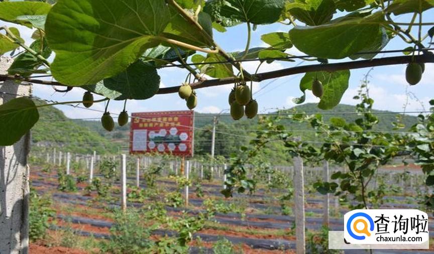 猕猴桃春天怎么剪枝是最好的