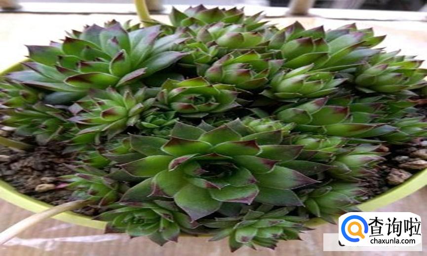 多肉观音莲如何养护更旺盛