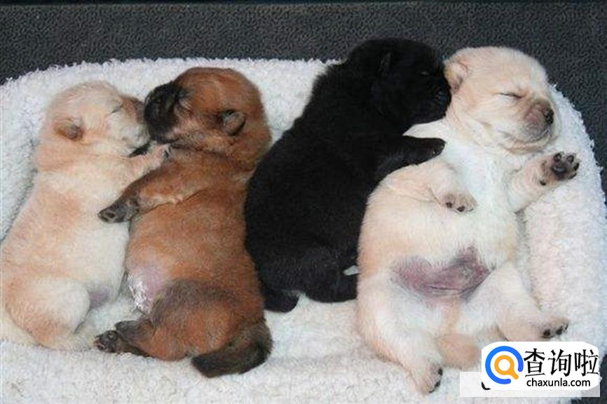 刚满月的小狗该怎么养