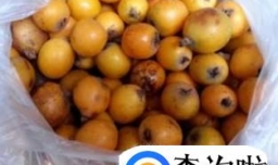 熬制枇杷膏的做法