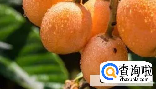 枇杷结果期间要注意什么