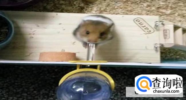 金丝熊夏天降温的方式