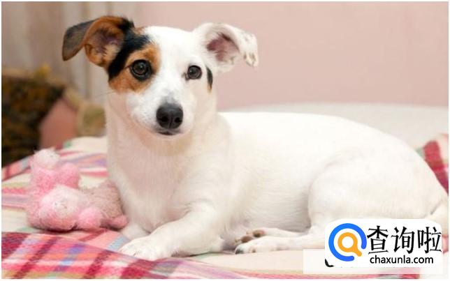 怎么判断狗狗是否怀孕