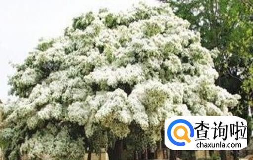 流苏树有哪些风水禁忌