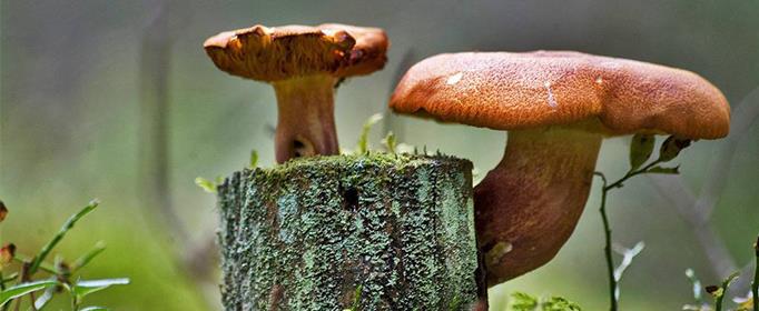 蘑菇是不是越贵越好