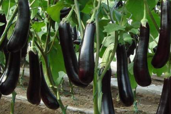 怎样判断茄子熟没熟