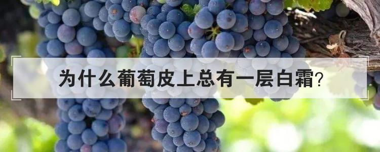 为什么葡萄皮上总有一层白霜
