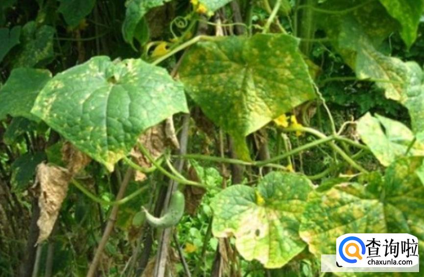 黄瓜叶子发黄怎么处理