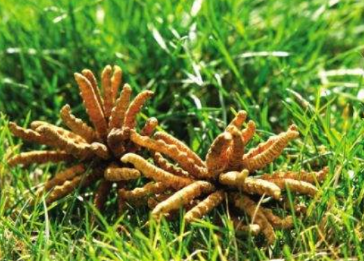 冬虫夏草是如何形成的