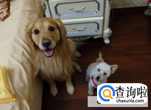 女生养大型犬可以吗