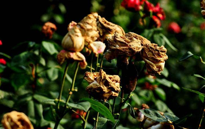 酸雨怎么形成的