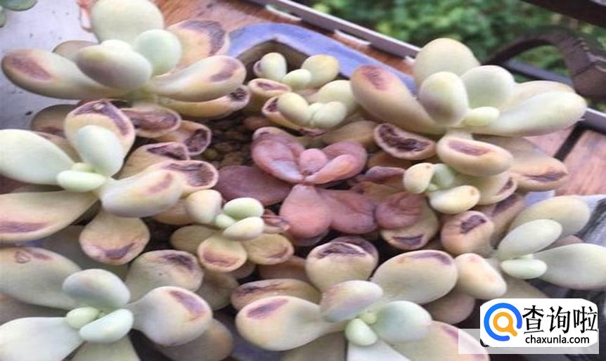 多肉晒伤了怎么处理比较好