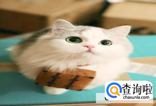 猫把屎拉在猫砂盆外面怎么处理