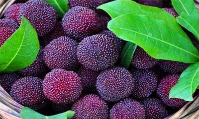 吃杨梅的好处和禁忌