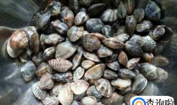 如何做花甲粉丝汤