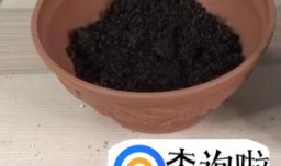 怎样自己在家种草莓？