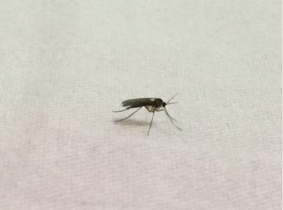 晚上开灯进来好多小飞虫怎么办