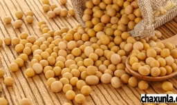 榨豆浆需要放多少豆多少水