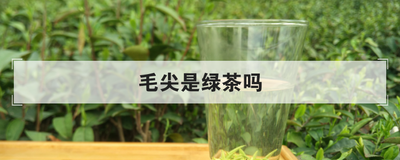 毛尖是绿茶吗