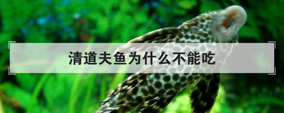清道夫鱼为什么不能吃