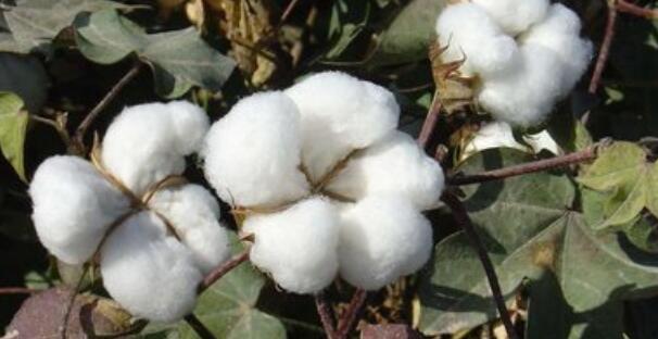 秋天丰收的农作物有什么