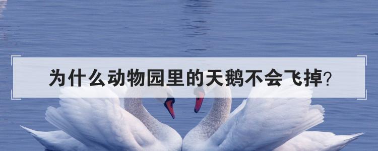 为什么动物园里的天鹅不会飞掉
