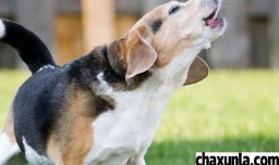 狗狗为什么喜欢叫