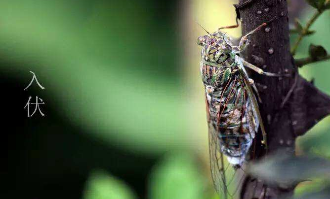 什么时候是二伏天