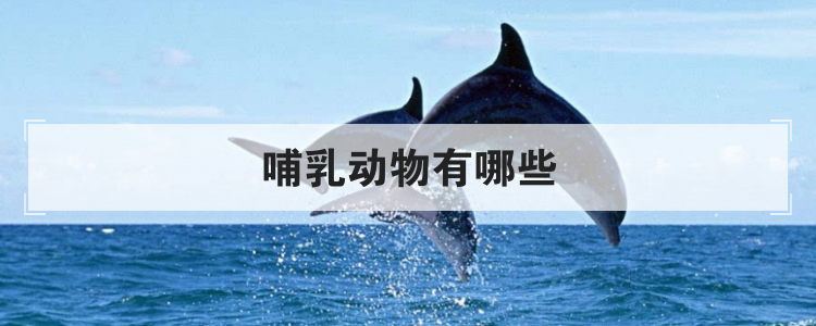 哺乳动物有哪些