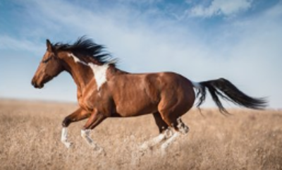 一诺千金代表什么动物