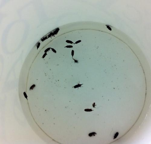 地板小黑虫怎么清除