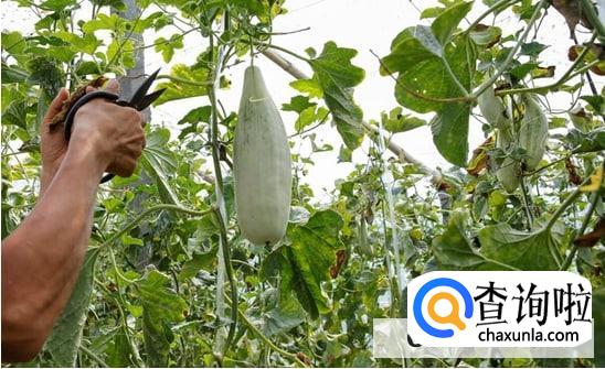 怎样种好杨角密