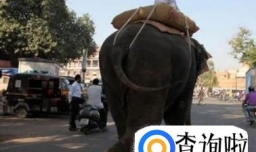 大象能为人做什么